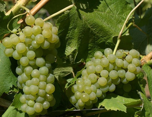 FRENCH COLOMBARD GRAPES (36 pounds per case)