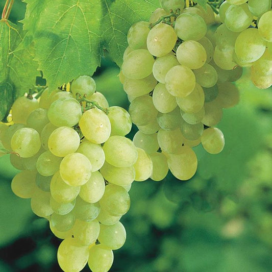 THOMPSON SEEDLESS GRAPES CA (36 pounds per case)