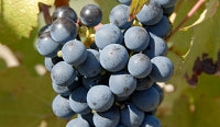 CABERNET FRANC GRAPES