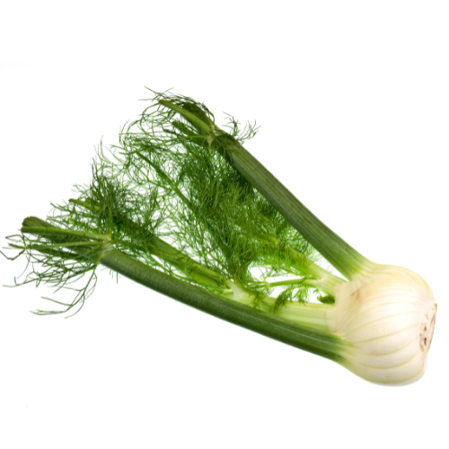 FENNEL 12 CT
